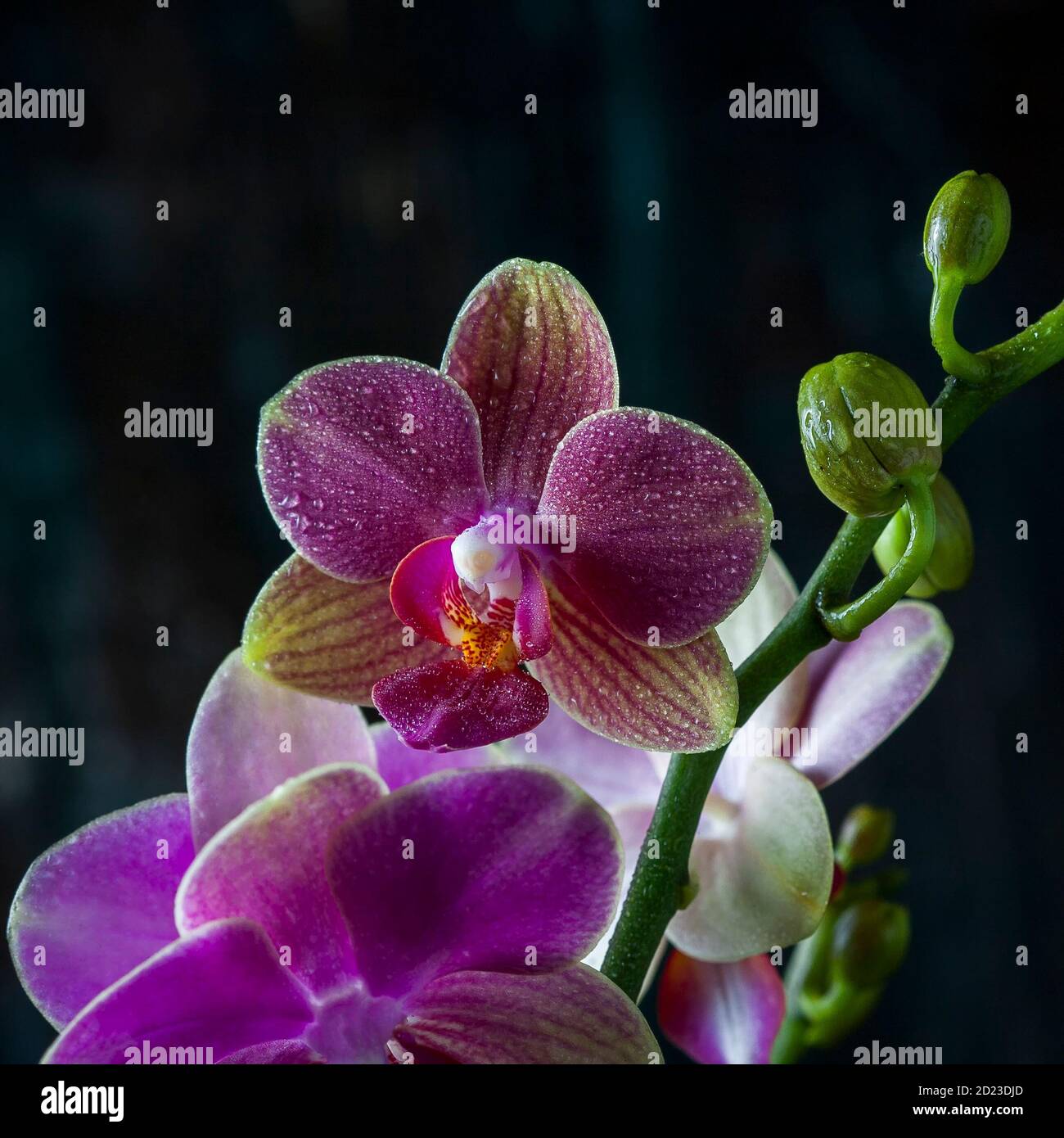 Orchid Phalaenopsis closeup. Beautiful orchid flower against black background being sprayed with water drops. Stock Photo
