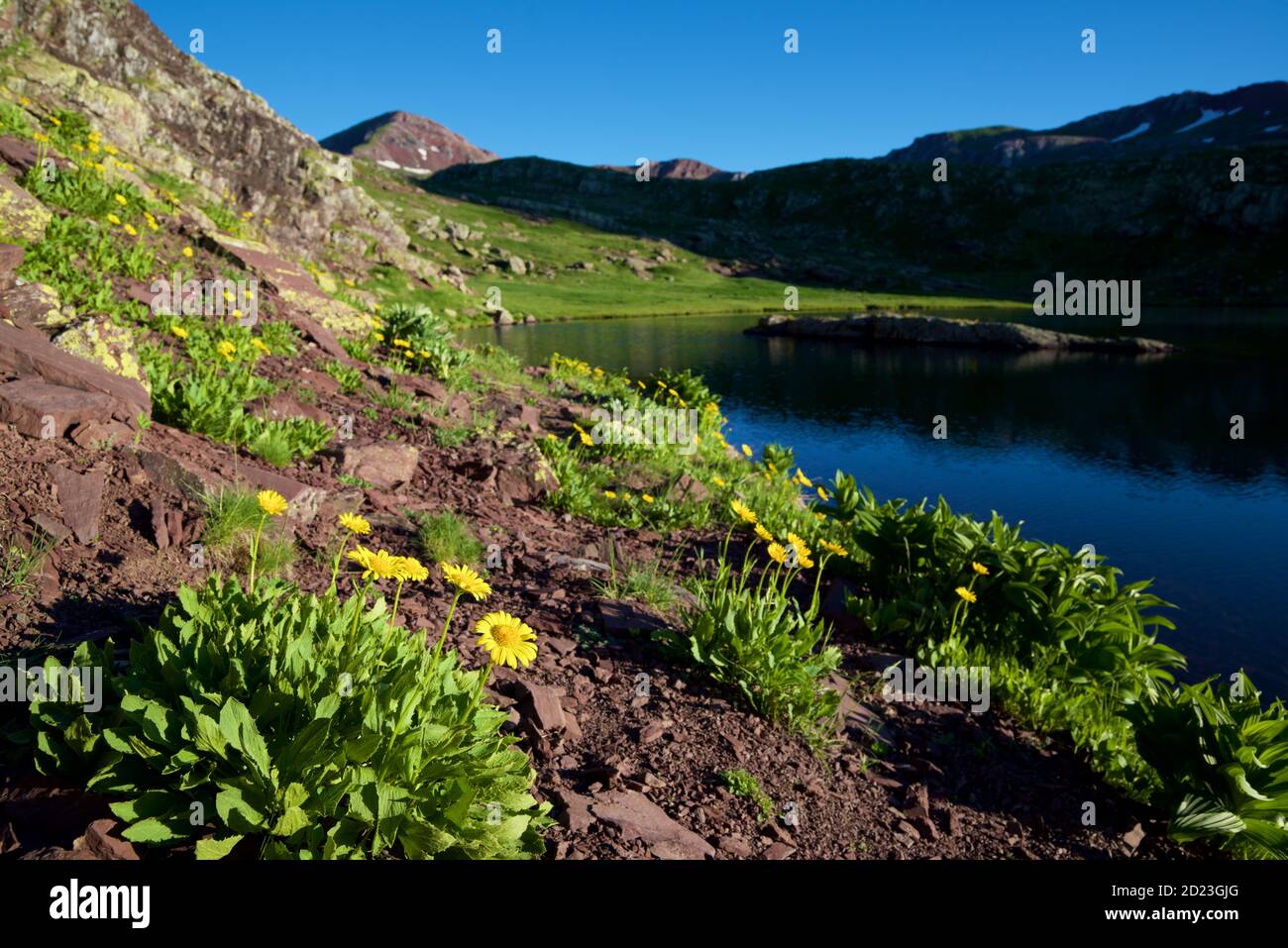 Yellow flowers in Tena Valley, Huesca Province in Aragon, Spain. Stock Photo