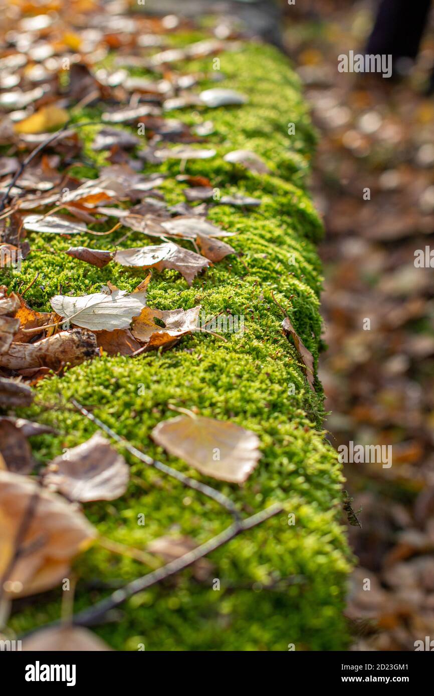 Yellow autumn birch leaves and mushroom on green moss in the forest. Stock Photo