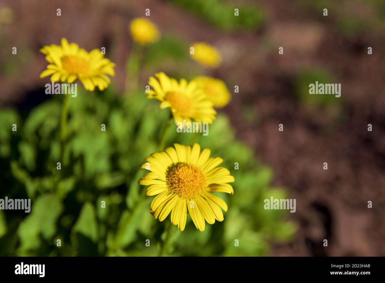 Yellow flowers in Tena Valley, Huesca Province in Aragon, Spain. Stock Photo