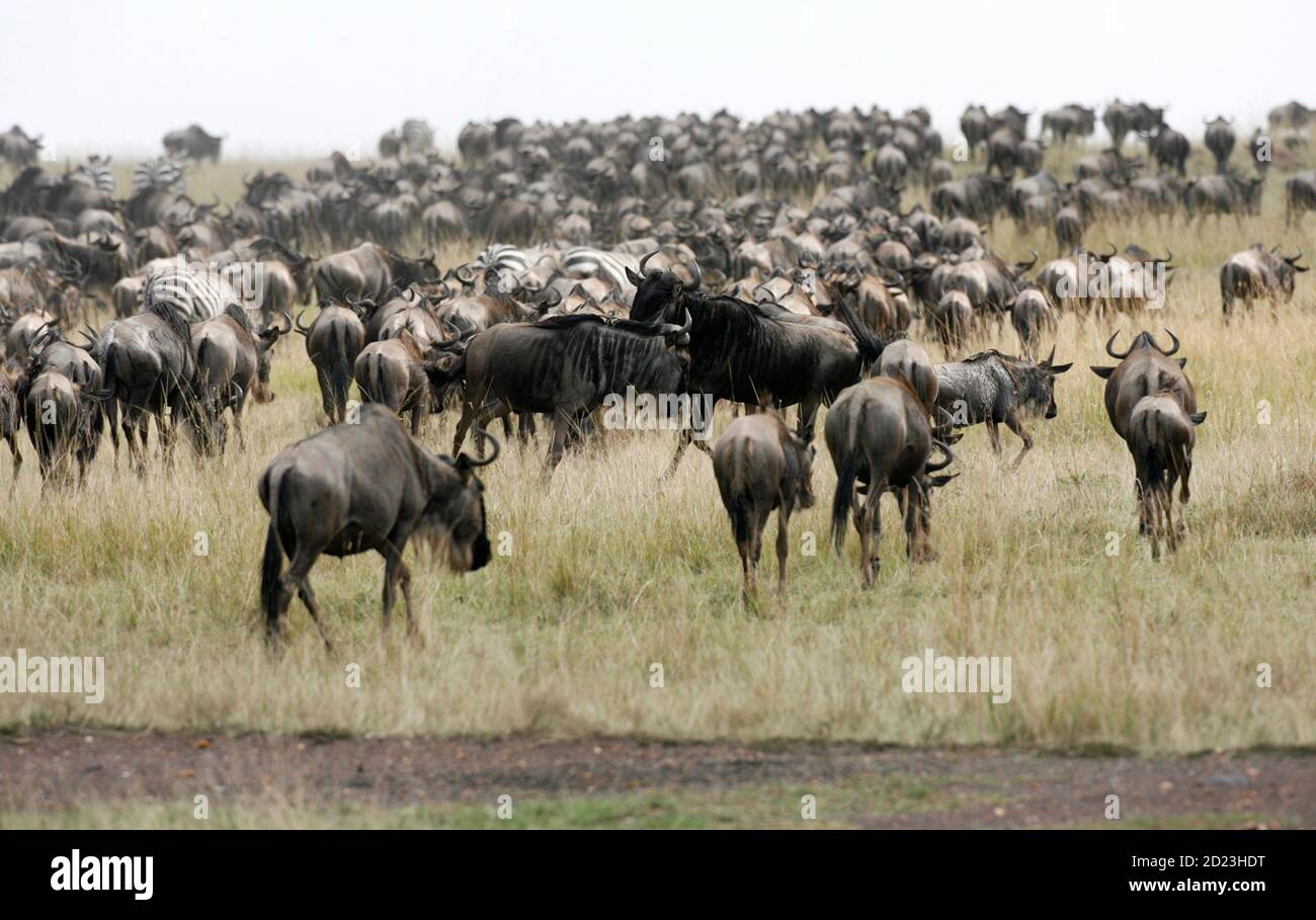 Wildebeests (connochaetes taurinus) walk in the plains after crossing the  Mara river during a migration in Masaai Mara game reserve, 270 km (165  miles) southwest of capital Nairobi, July 28, 2009. The