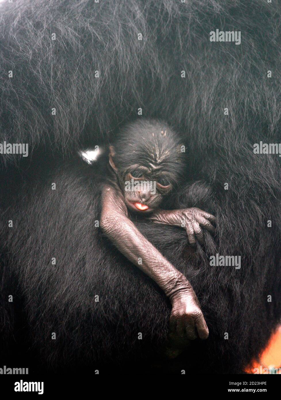A two-day-old baby Siamang lies on its mother's lap at the Central Zoo in Kathmandu September 10, 2009.  REUTERS/Deepa Shrestha (NEPAL ANIMALS) Stock Photo