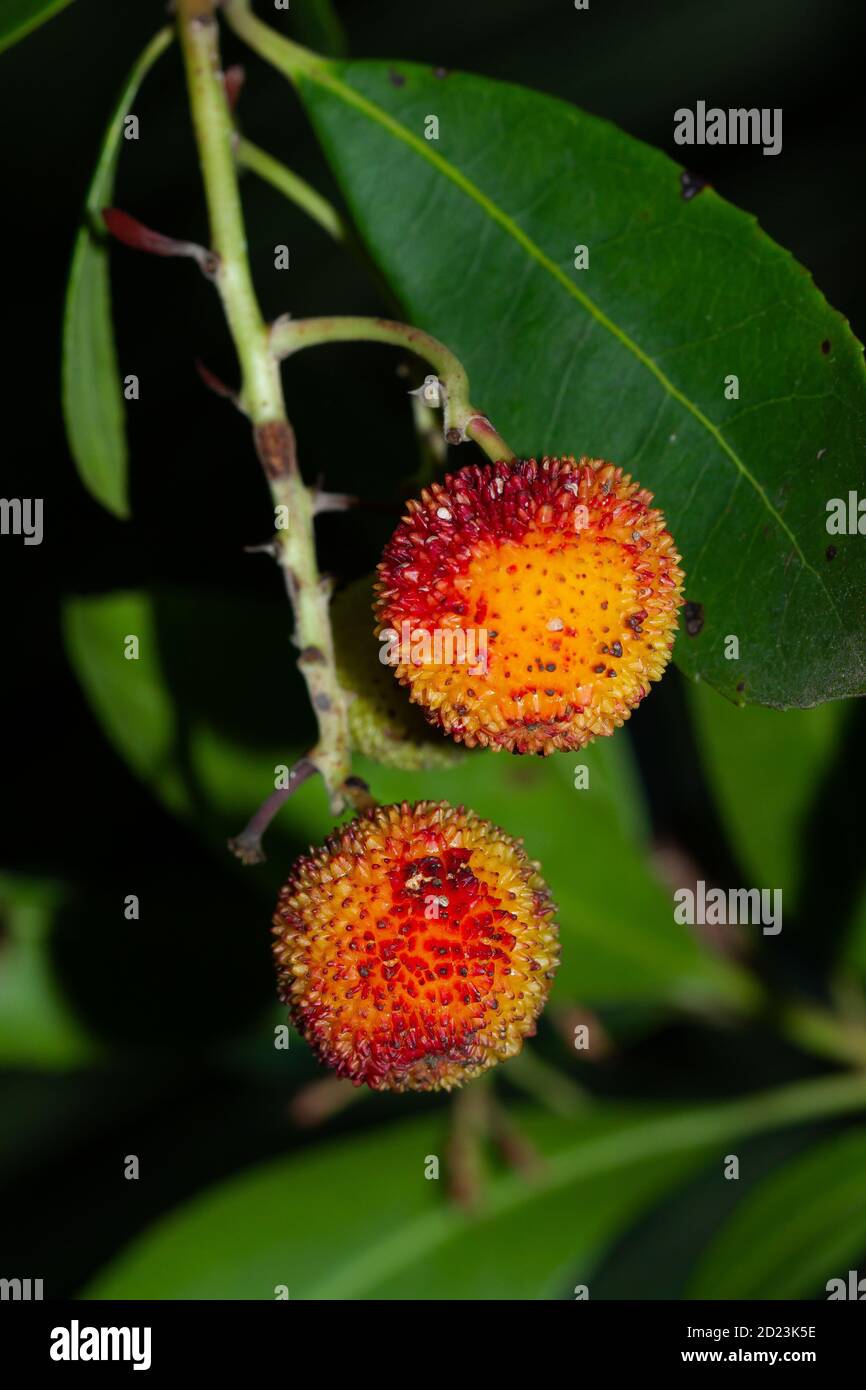 Closeup shot strawberry tree hi-res stock photography and images - Alamy