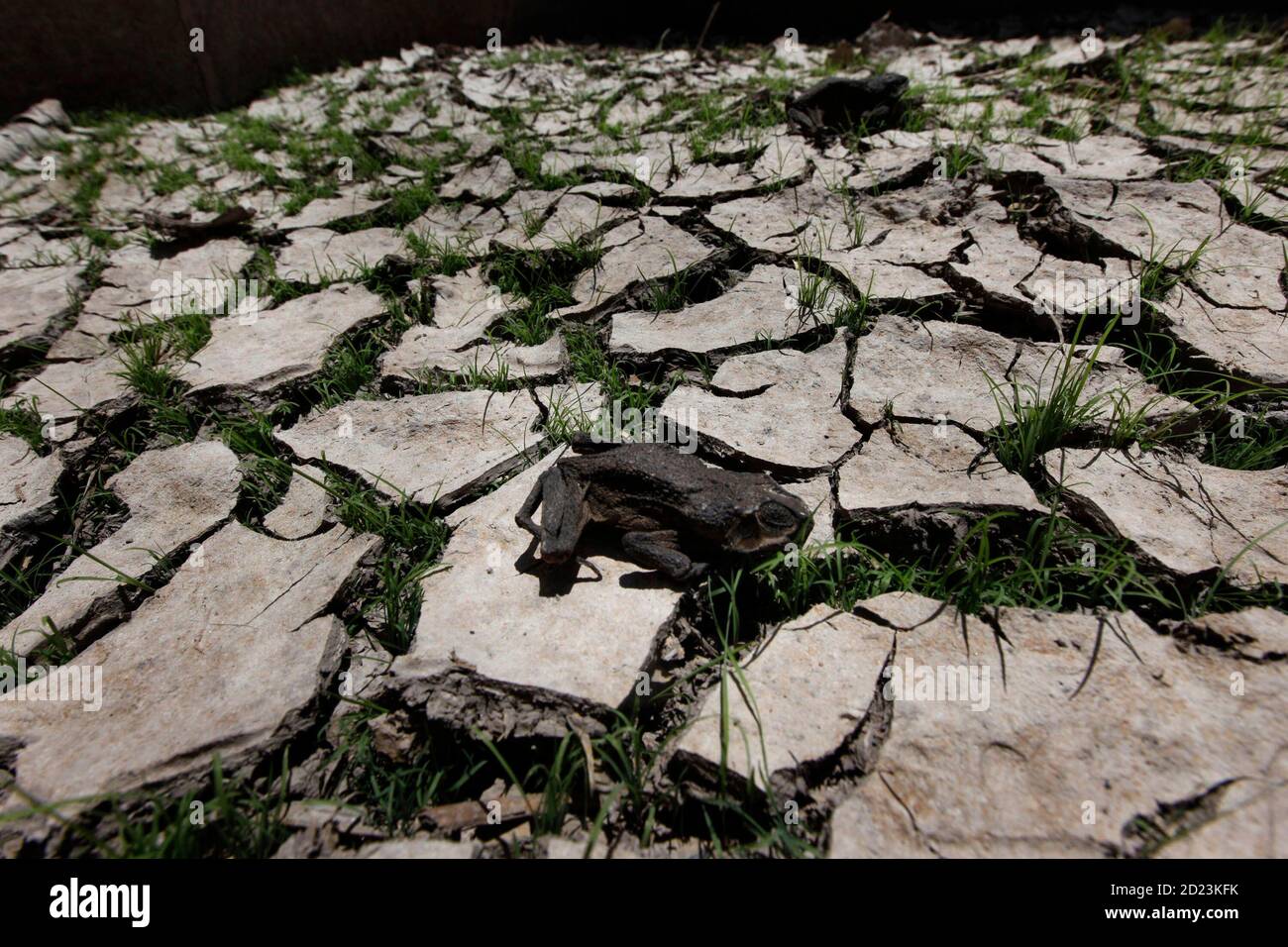 Dried frogs hi-res stock photography and images - Alamy