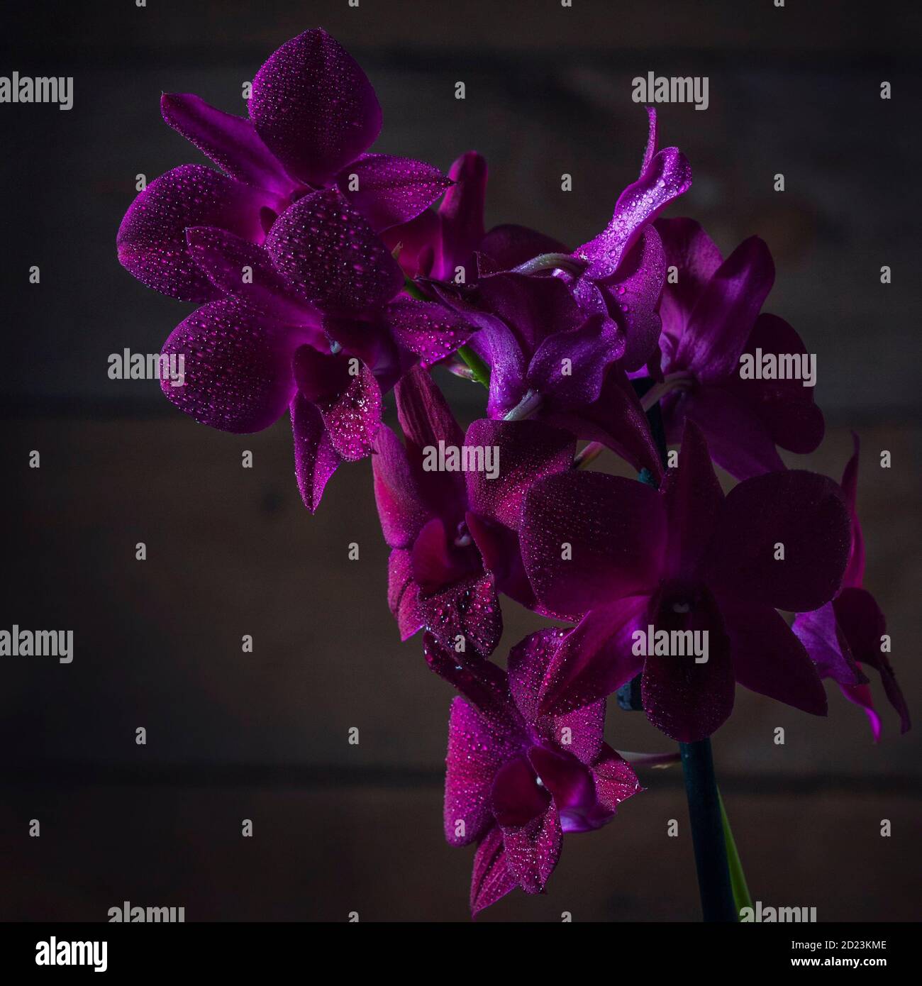 Beautiful Orchid flowers closeup. Orchid Dendrobium Phalaenopsis with water drops on a dark background. Stock Photo