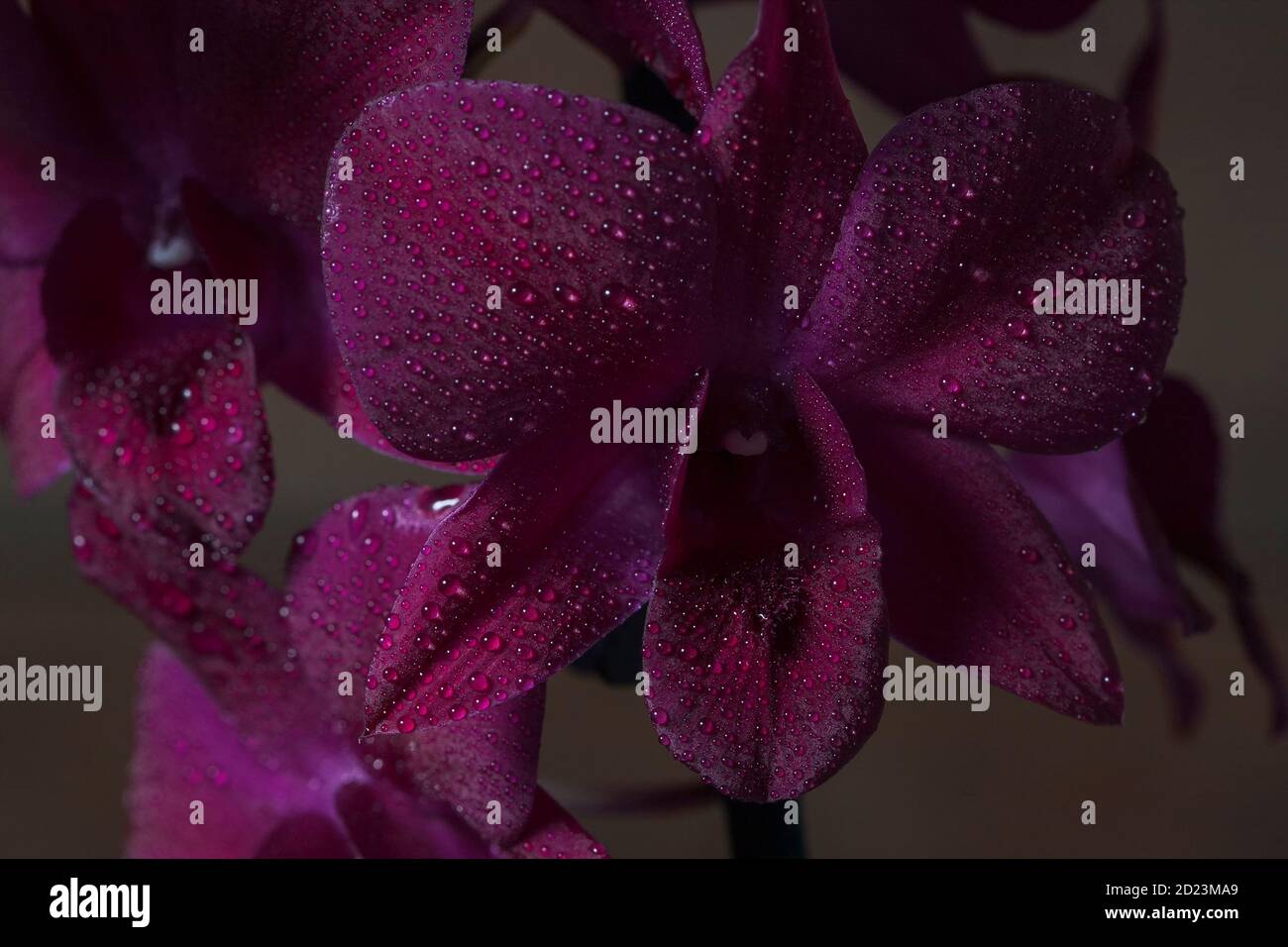 Beautiful Orchid flowers closeup. Orchid Dendrobium Phalaenopsis with ...