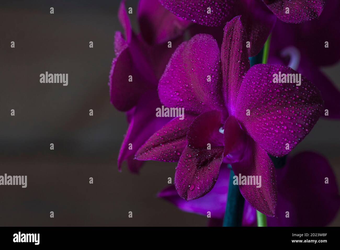 Beautiful Orchid flowers closeup. Orchid Dendrobium Phalaenopsis with water drops on a dark background. Stock Photo