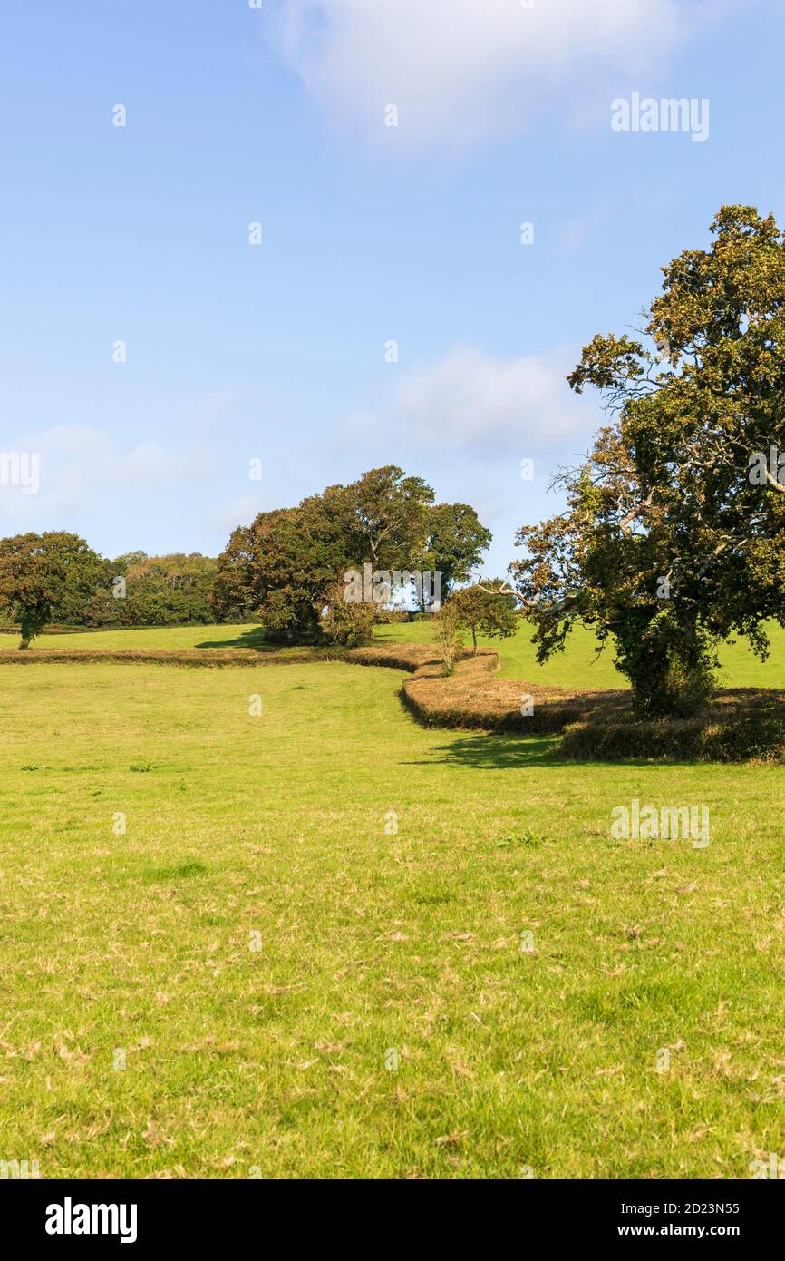 Double hawthorn hedgerow separating two fields in  Dorset near Charmouth Stock Photo