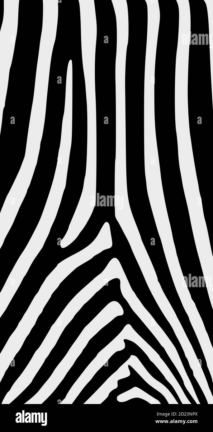 Black and white zebra skin vector pattern Stock Vector Image & Art - Alamy