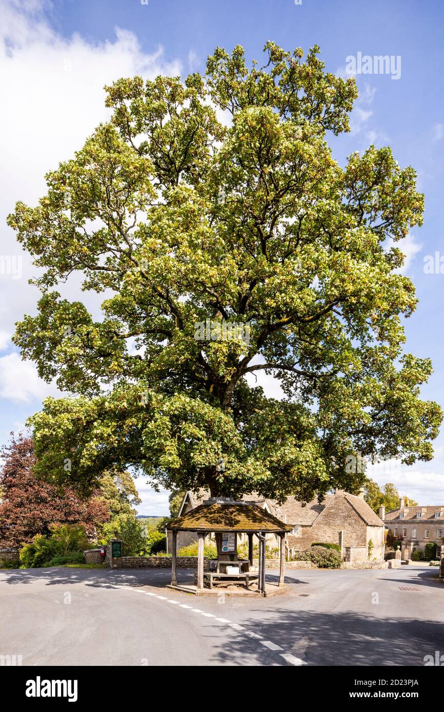 A tree with a shelter around its trunk at the meeting of three lanes in the centre of the Cotswold village of Miserden, Gloucestershire UK Stock Photo