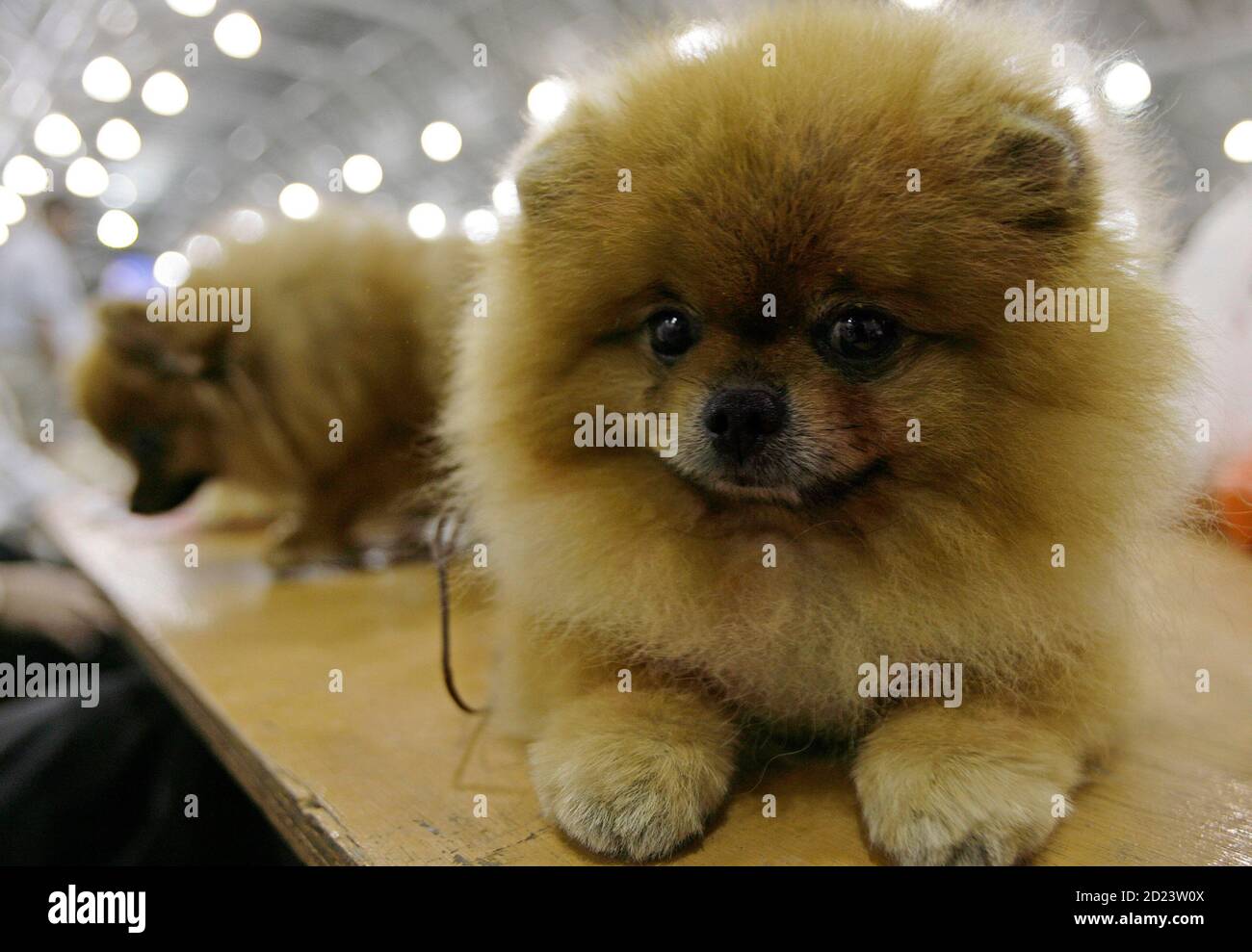 A Pomeranian rests while waiting its turn to compete during the Asia Kennel  Union (AKU) championship dog show in Singapore August 26, 2007. REUTERS/Tim  Chong (SINGAPORE Stock Photo - Alamy