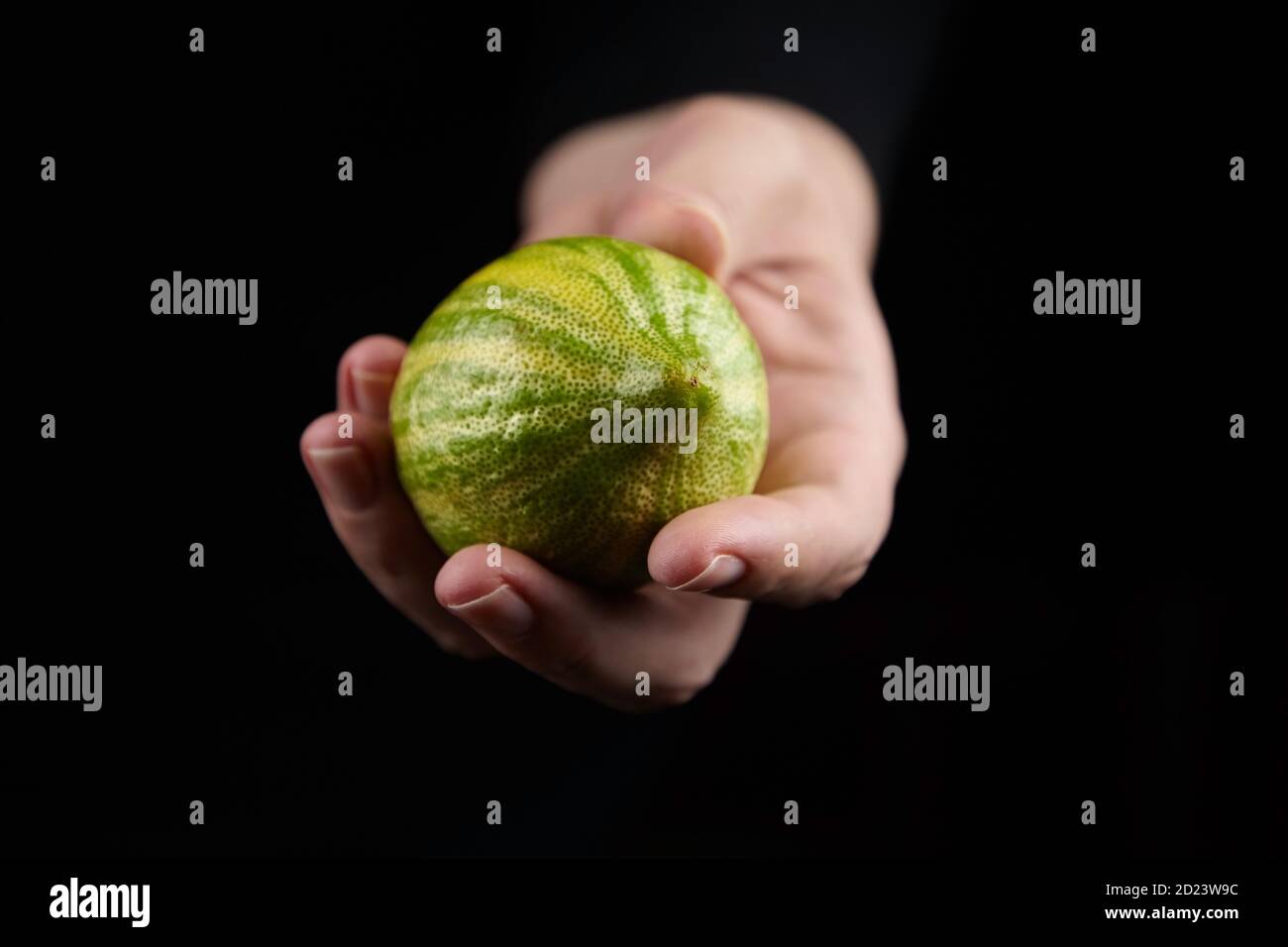 Variegated pink lemon or pink-fleshed Eureka lemon with green-striped rind, fresh citrus fruit in female hand on black background Stock Photo