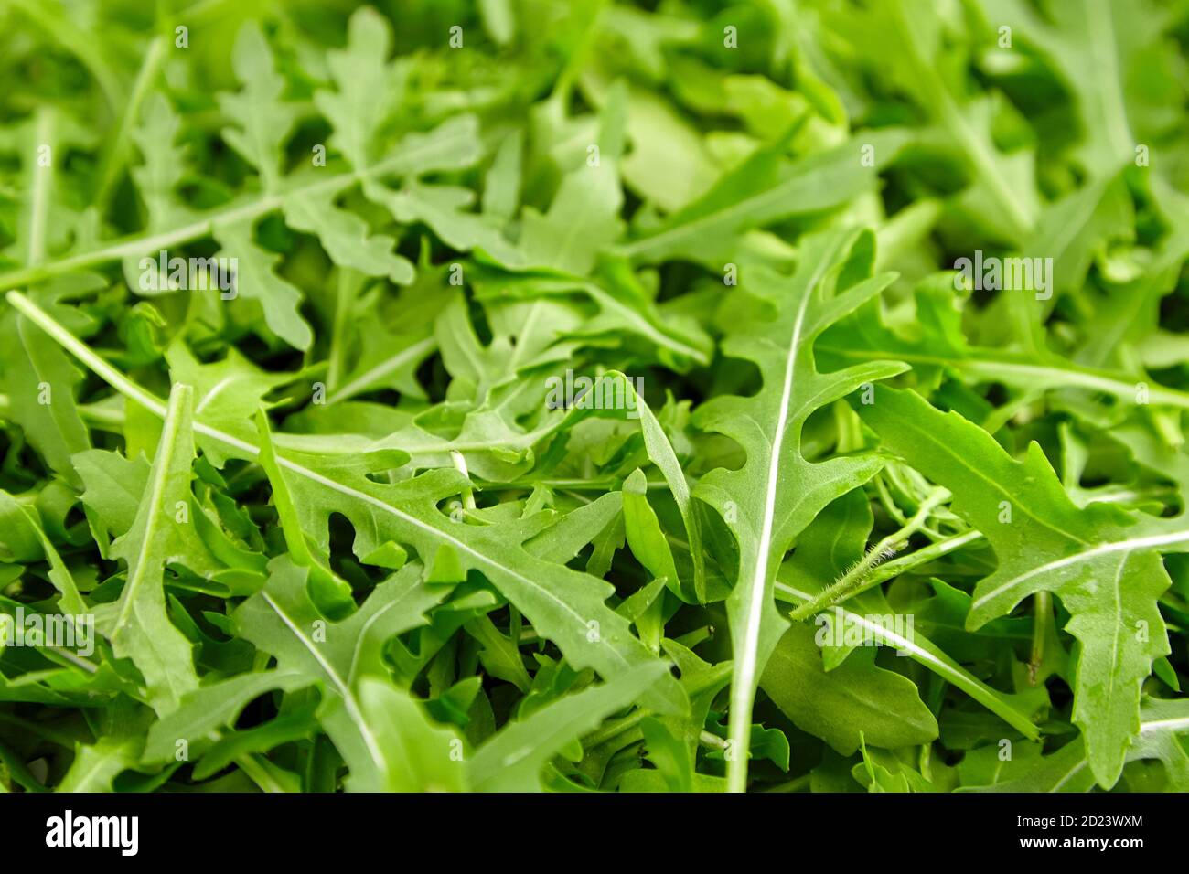 Fresh organic arugula or ruccola leaves texture, healthy and vegan food ...