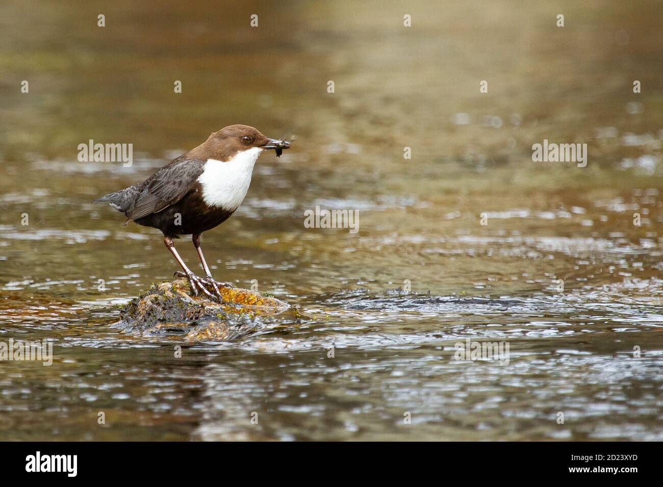 Animal bird birds creature hi-res stock photography and images - Alamy