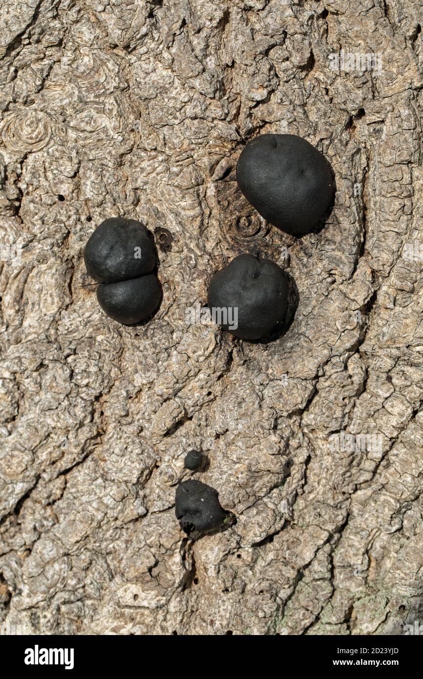 Coal Fungus, Carbon Balls, King Alfreds Cakes, or Fire Starting Fungus, (Daldinia concentricia). On the bark of a dead Ash Tree (Fraxinus excelsior), Stock Photo
