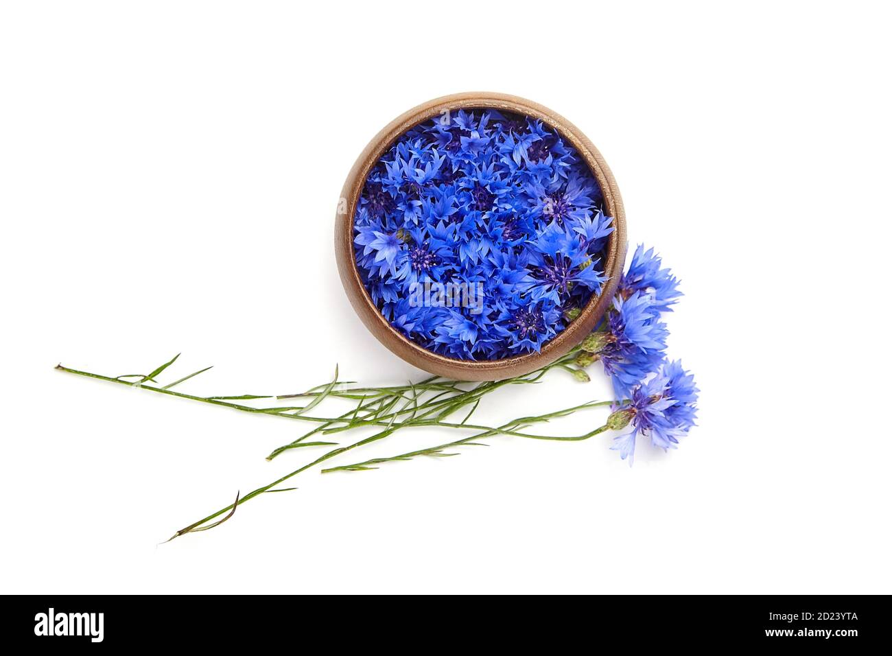 Medicinal herb blue fresh cornflower flowers buds in wooden bowl