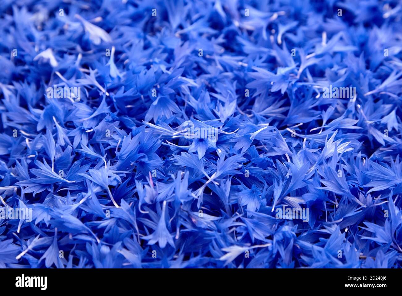 Floral background blue fresh cornflower flowers texture. Medicinal