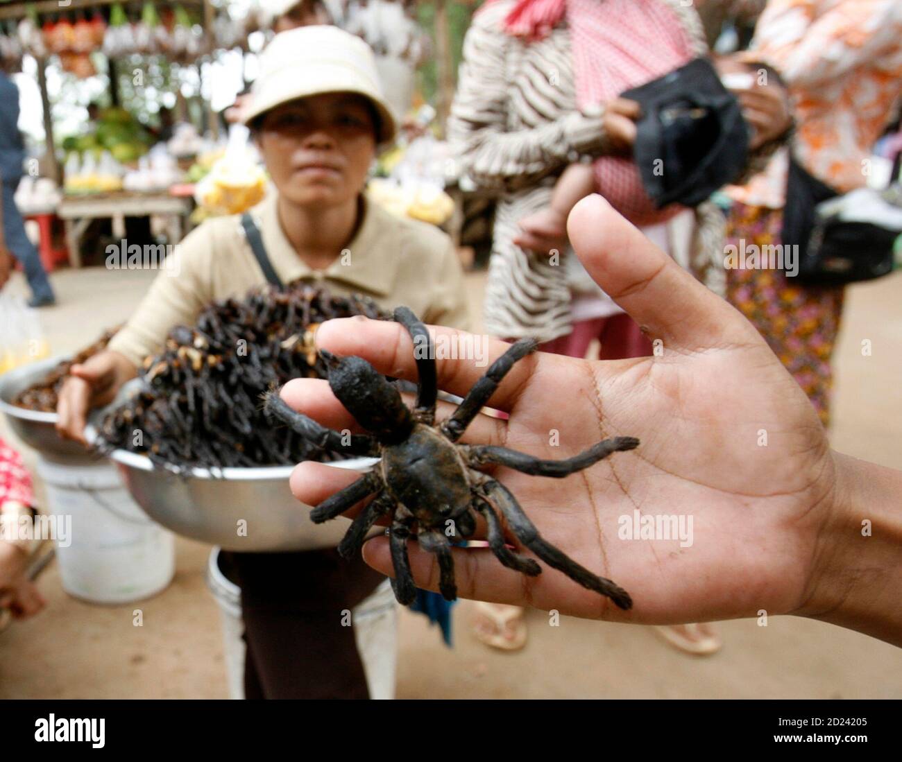 Crunchy spiders hires stock photography and images Alamy