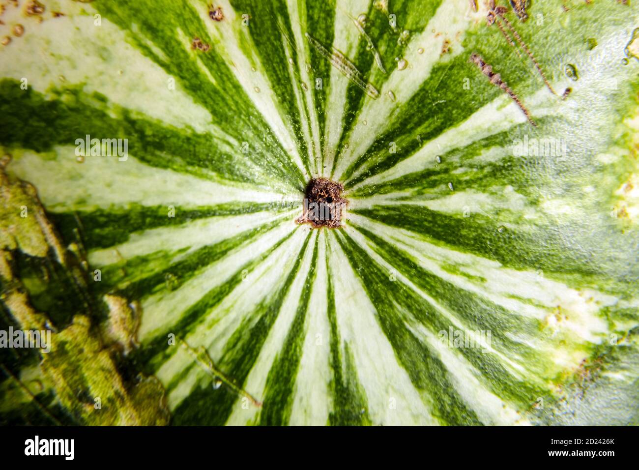 Watermelon rind texture hi-res stock photography and images - Alamy