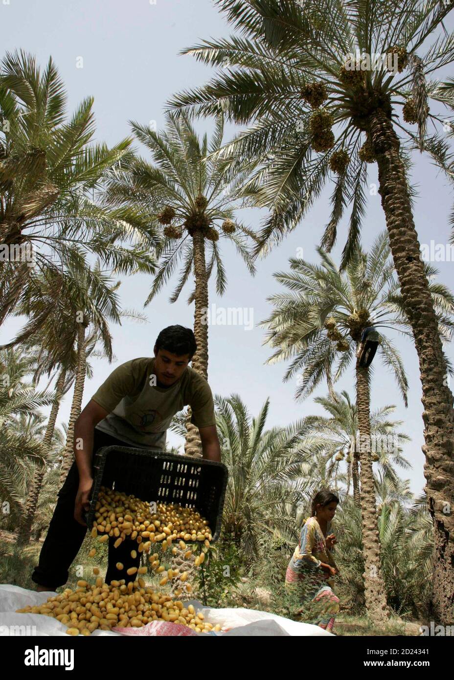 Agriculture in iraq hires stock photography and images Alamy