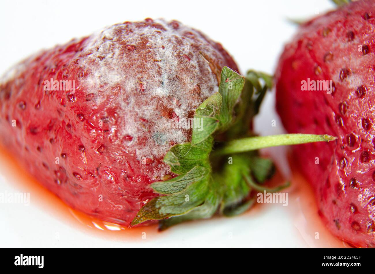 Mouldy fruit hires stock photography and images Alamy