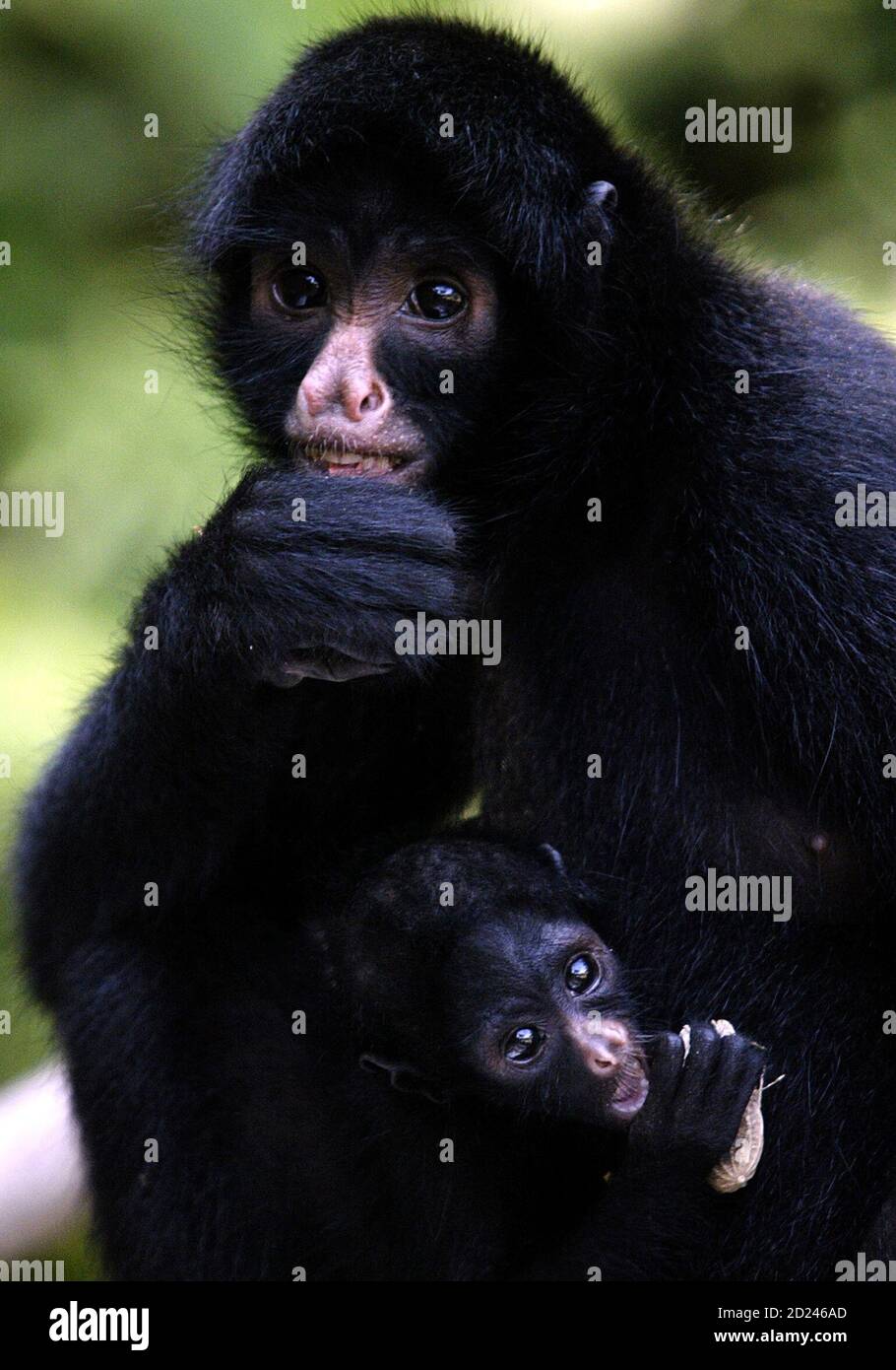 A spider monkey named Mikaela and her baby rest in Bolivia's Machia Park in Villa Tunari in the Bolivian Amazon jungle, 520 km (323 miles) southeast of La Paz, August 17, 2005. The 38-hectare park, created in 1992, is now home to nearly 1,000 animal inhabitants, all rescued from captivity. It has become a popular destination for many foreigners traveling through Bolivia, with dozens of Europeans, Israelis and Bolivians working together for several weeks in close contact with the animals. These volunteers consider the experience therapeutic for both the animals and themselves, and aim to readap Stock Photo