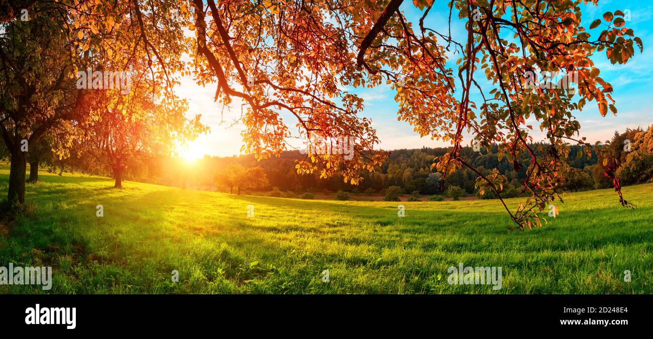 The sun setting behind the hanging branches of a beautiful tree in glorious autumn colors, with red leaves, green meadow and blue sky Stock Photo