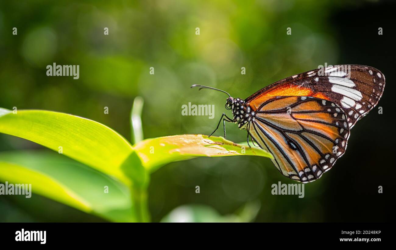 Common tiger butterfly (monarch butterfly) on green leaves Stock Photo
