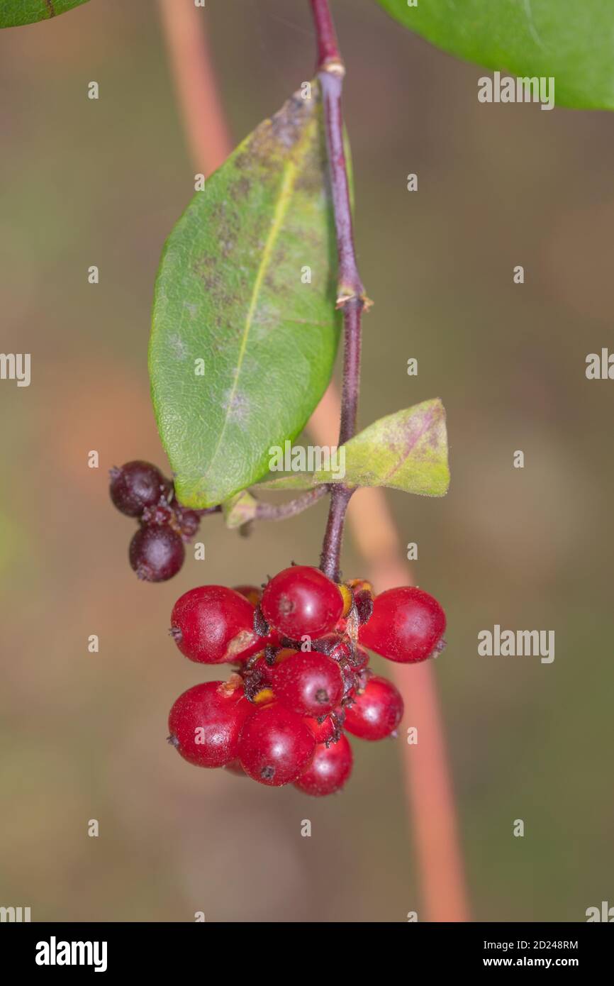 Honeysuckle (Lonicera periclymenum). Red berries, or fruits, containing several seeds, with the remains of sepals on the top. Typical shaped leaf on t Stock Photo