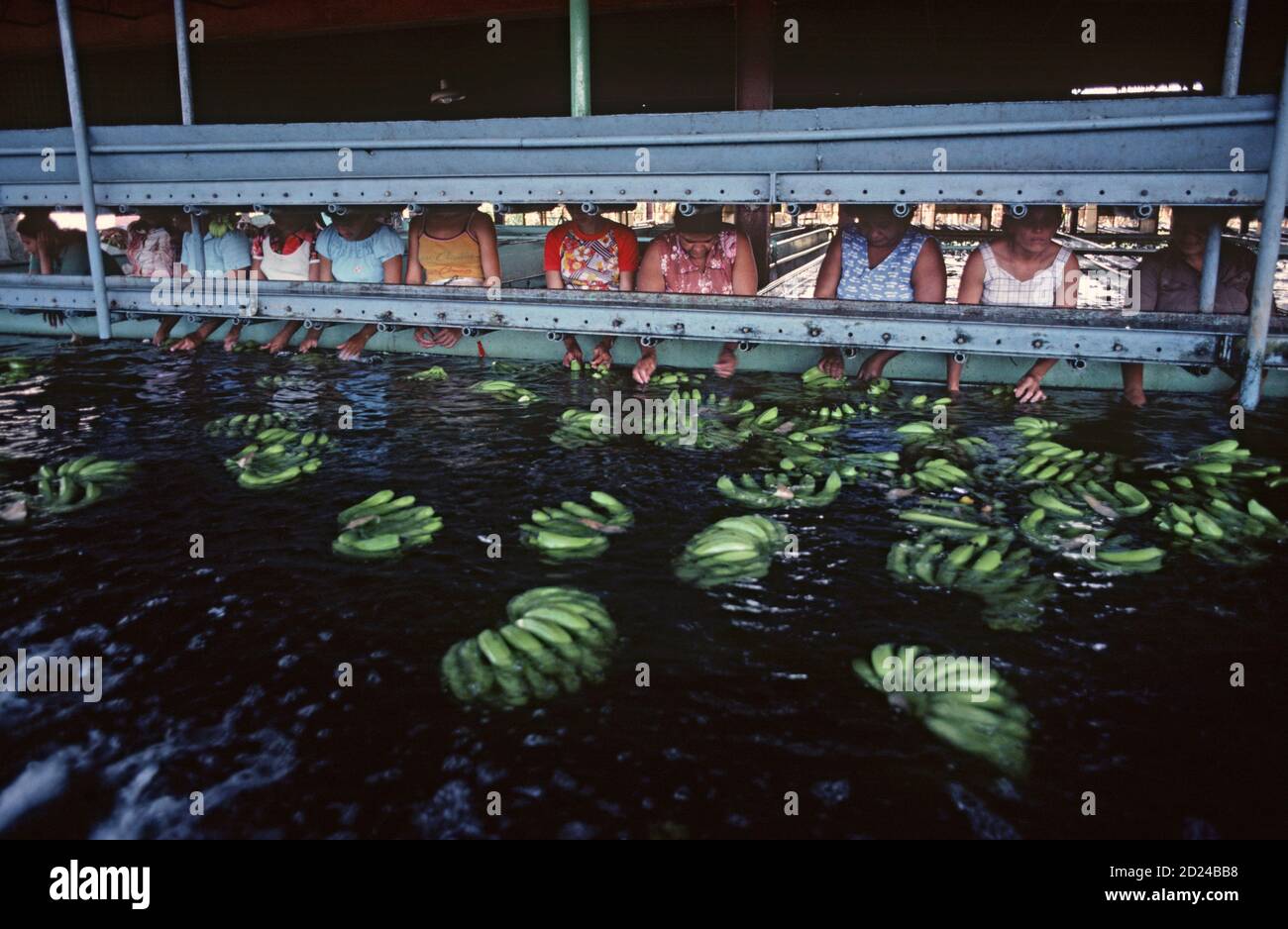 Isletas banana plantation honduras central hires stock photography and