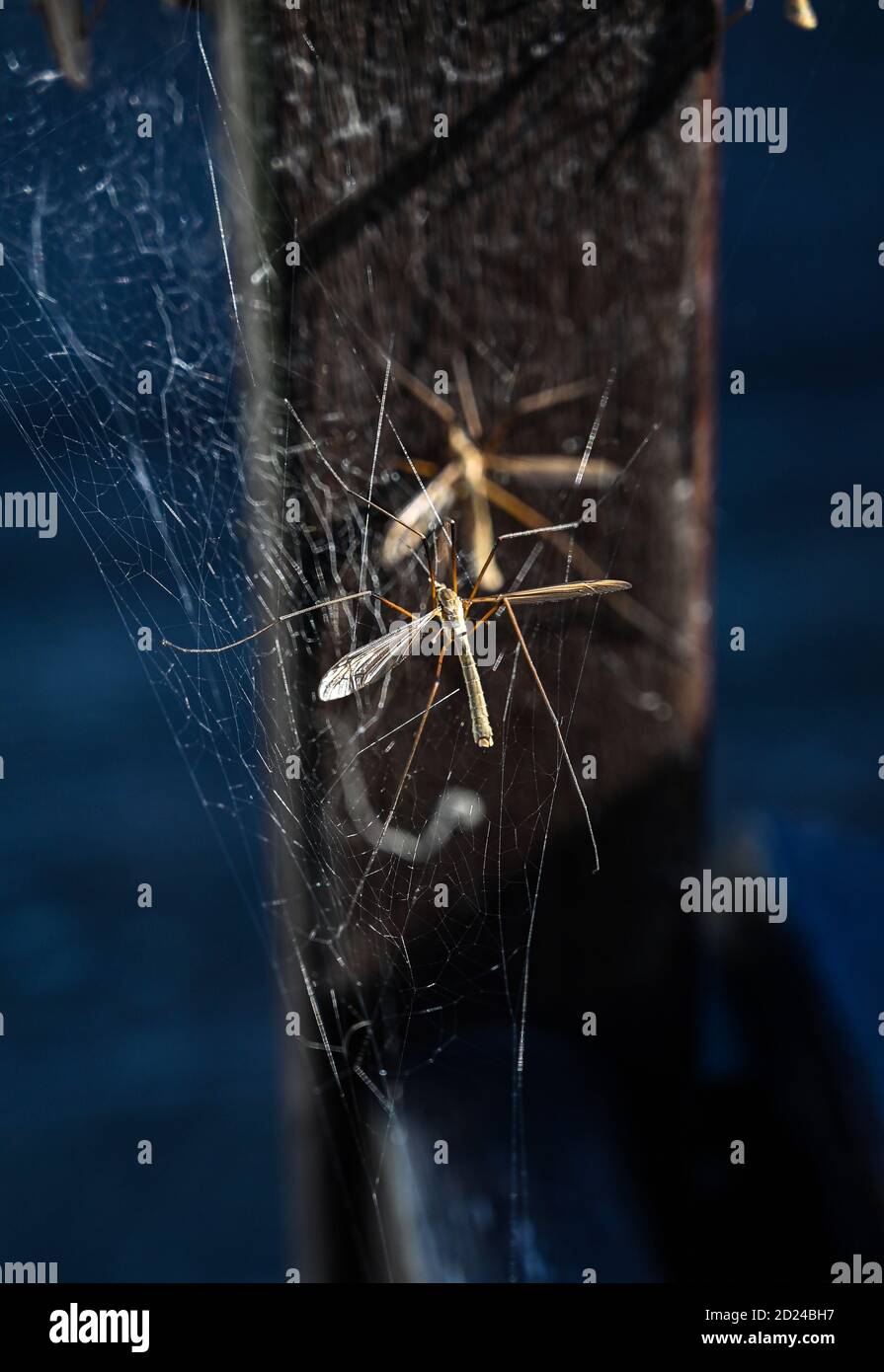 Crane Fly or Craneflies also known as  daddy longlegs or long-legged fly is grey-brown .Cranefly Scientific name Tipula paludosa trapped in cobweb Stock Photo