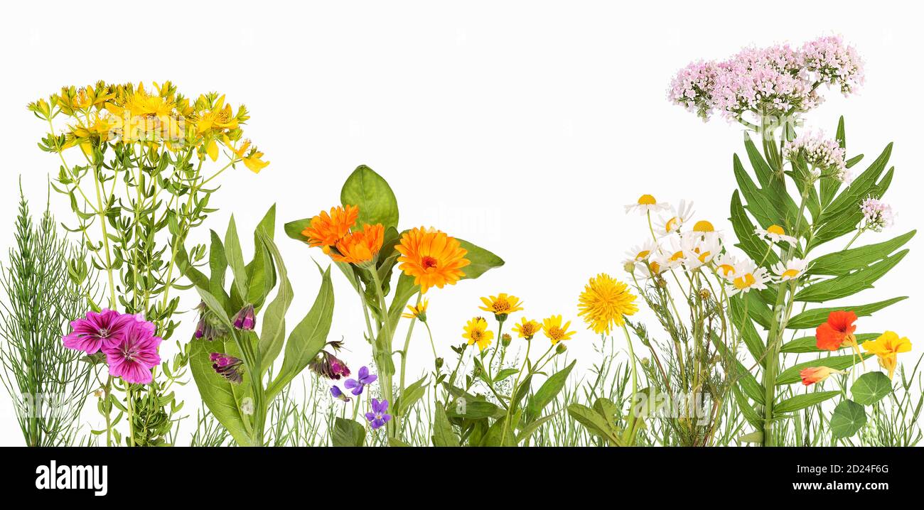Meadow with medicinal plants such as arnica, marigold, valerian and others Stock Photo