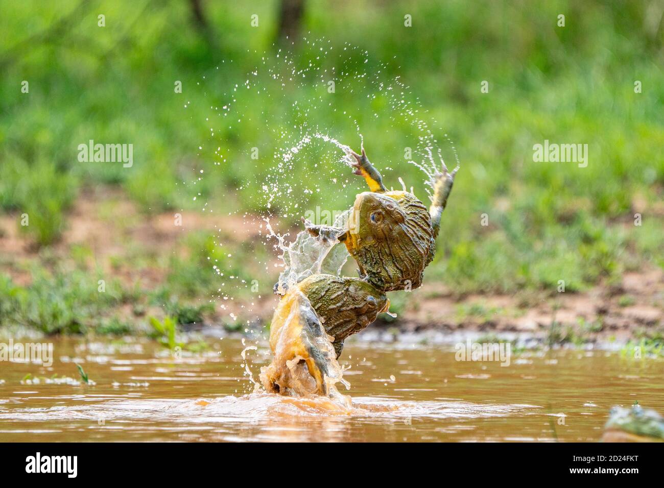 African bullfrog breeding hi-res stock photography and images - Alamy