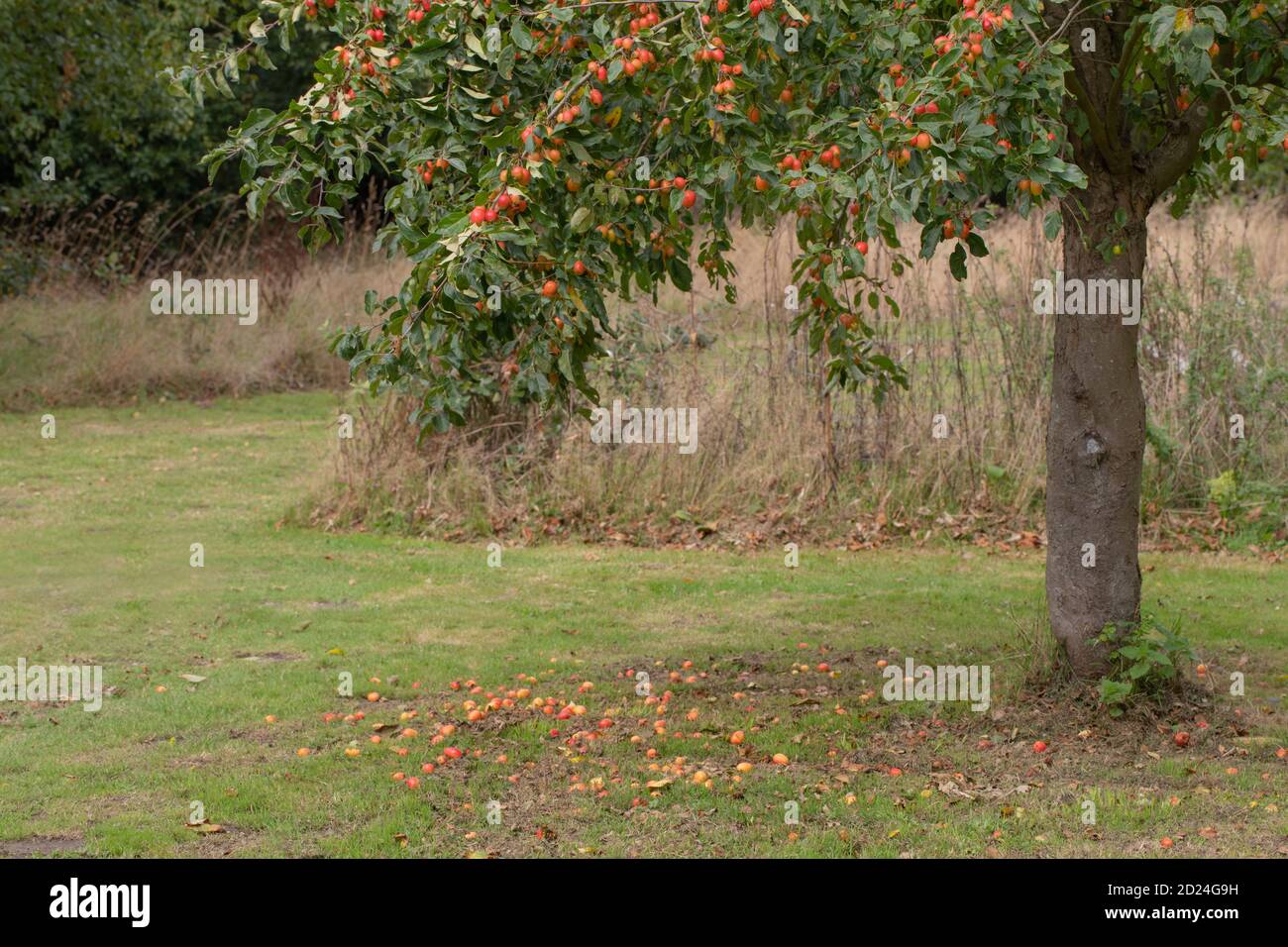 Crab Apple, Tree, fruit, (Malus sylvestris). Colourful autumn fruits. Weight of numbers bearing down branches. Some apples on the ground. Wild ancesto Stock Photo