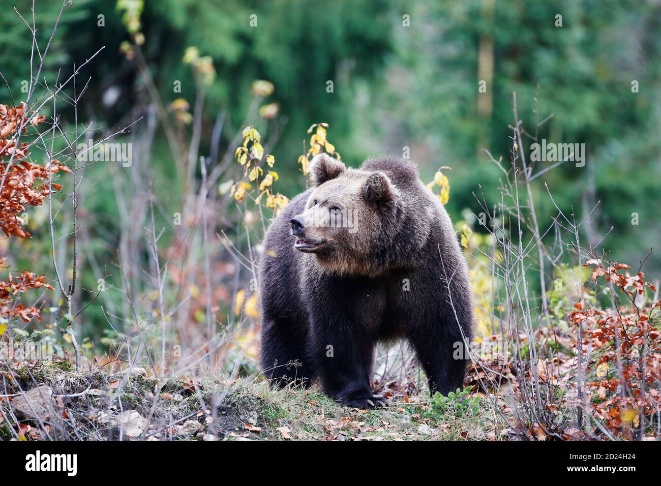 Brown bear (Ursus arctos arctos), outdoor In the National Park Bavarian ...