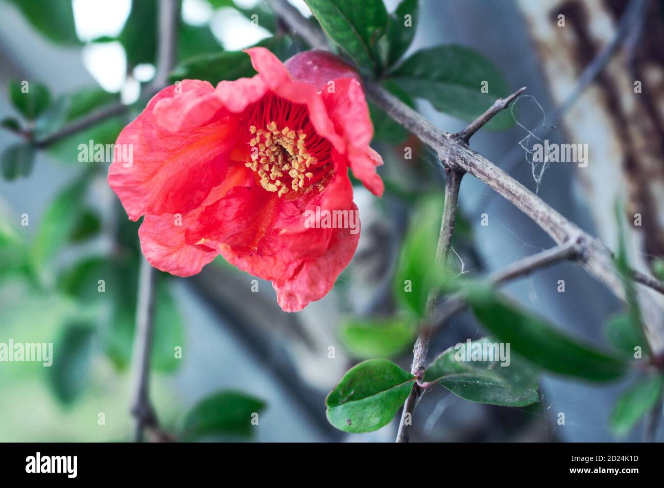 Detail on a newly blossomed red pomegranate flower Stock Photo