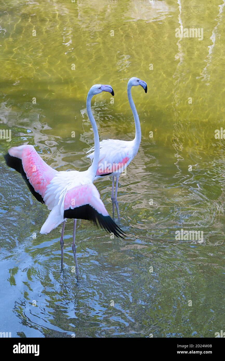 Two pink flamingos walking hi-res stock photography and images - Alamy