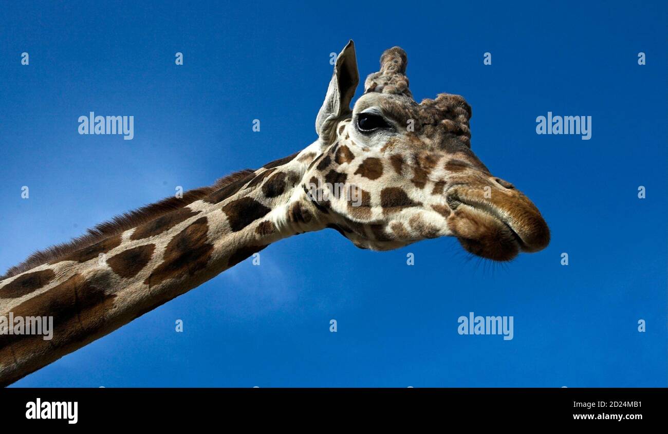 A Giraffe or Giraffa camelopardalis looks from his enclosure at Cabarceno nature reserve near Santander, northern Spain, April 11, 2006. The giraffe is the world's tallest animal, lives to about 25 years in the wild, and are found in the [savannas of Africa.] Stock Photo