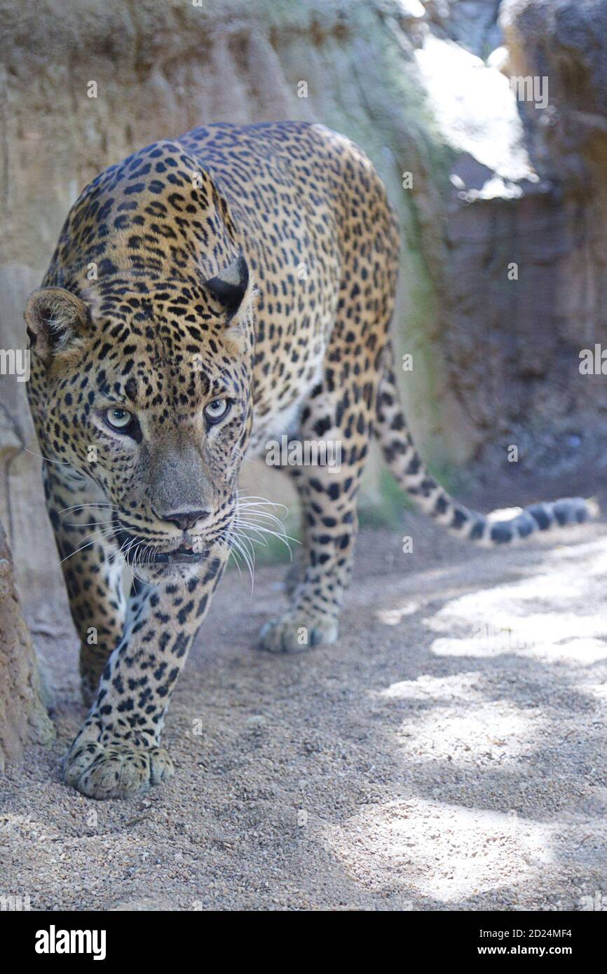 Leopard cat images hi-res stock photography and images - Alamy