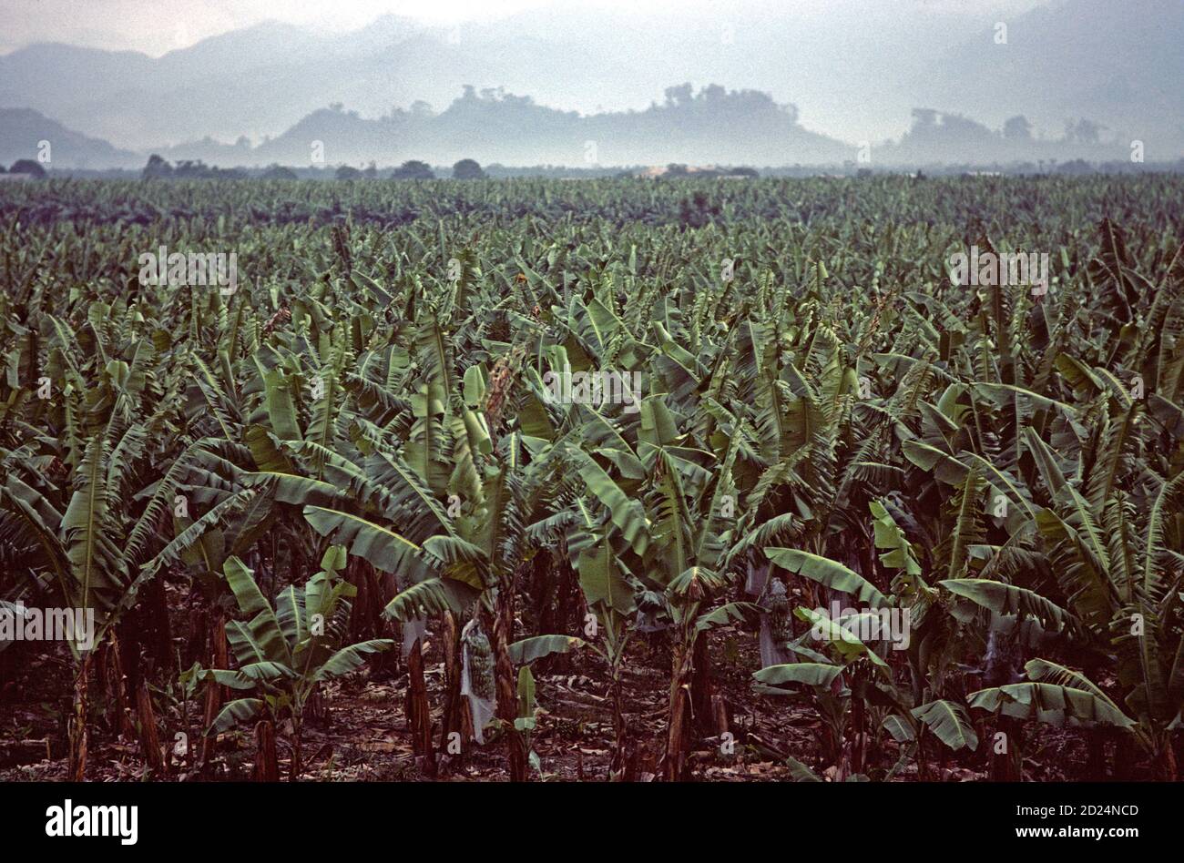 Isletas banana plantation, Honduras, Central America Stock Photo Alamy