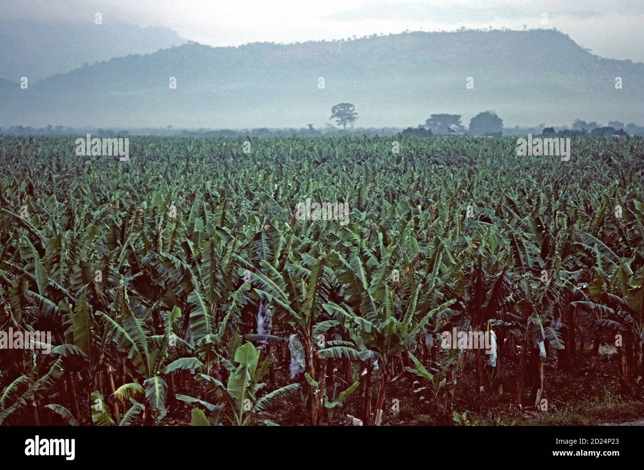 Isletas banana plantation, Honduras, Central America Stock Photo Alamy