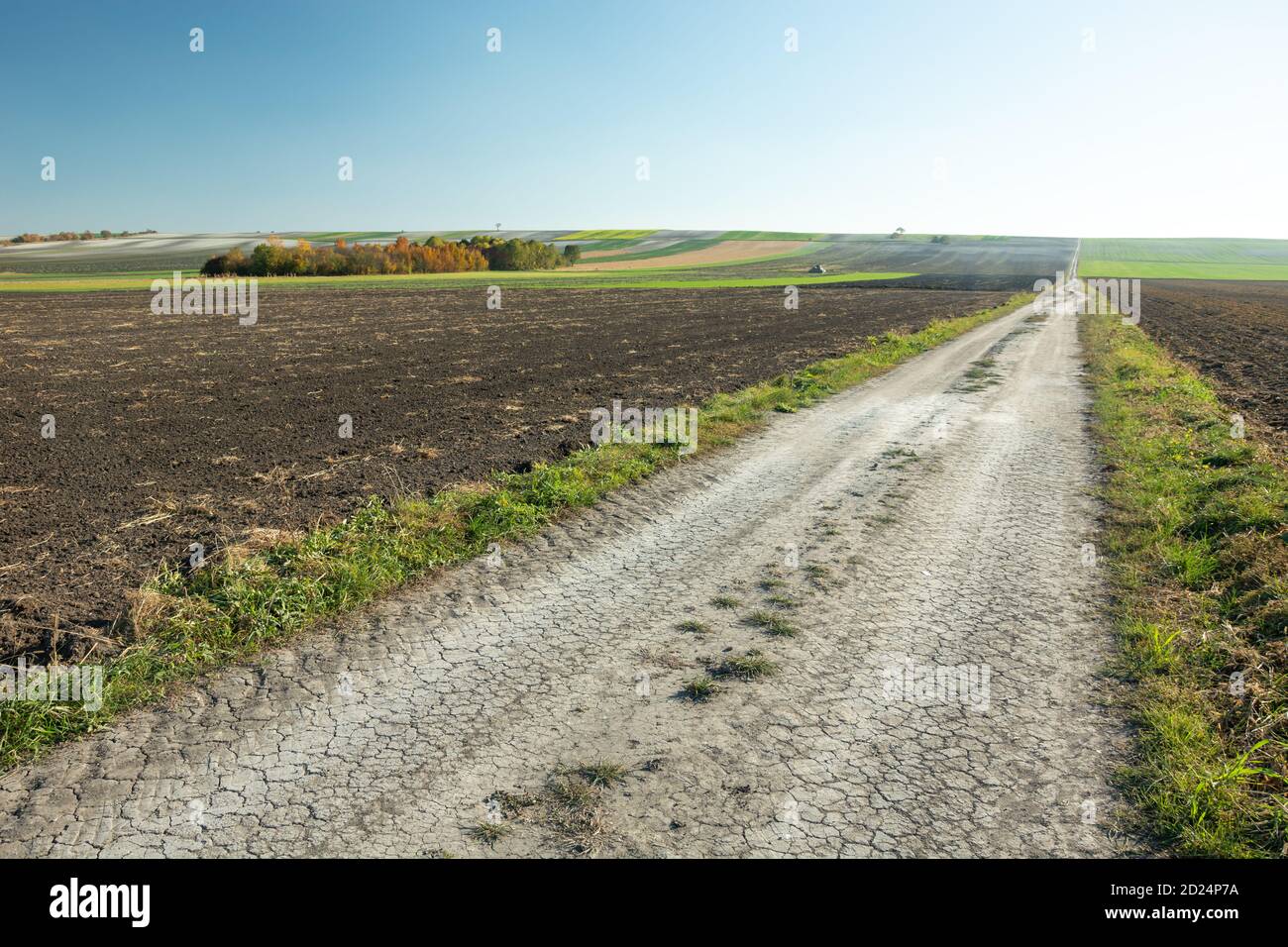 Long dirt road through fields, group of trees Stock Photo