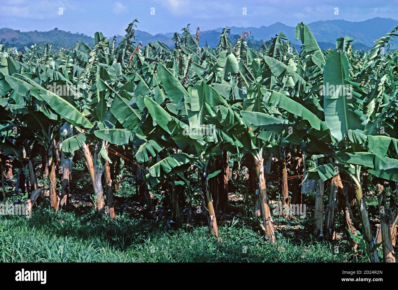 Isletas banana plantation, Honduras, Central America Stock Photo Alamy