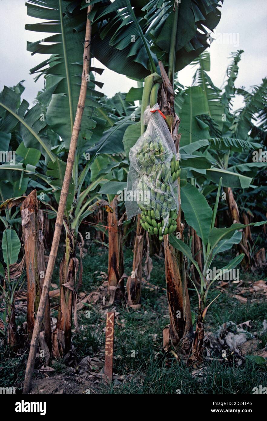 Honduras bananas hi-res stock photography and images - Alamy