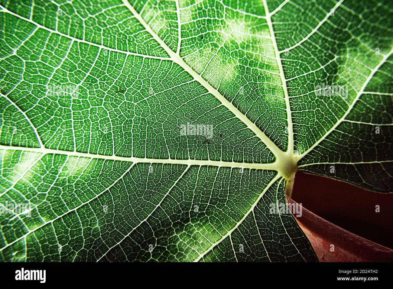 Detail in backlight of the veins of a vine leaf Stock Photo