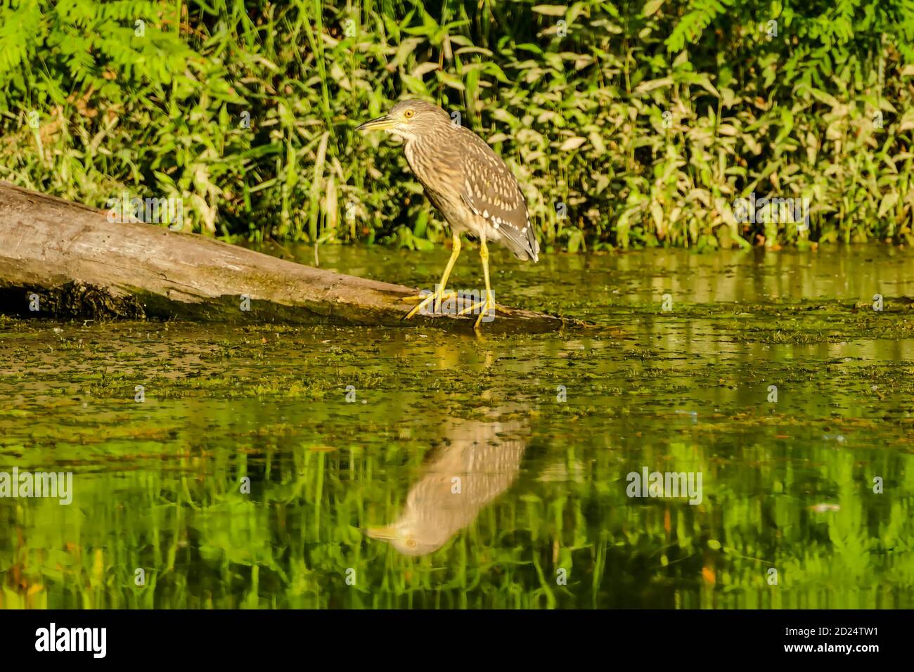 Eurasian Bittern Great bittern Stock Photo Alamy
