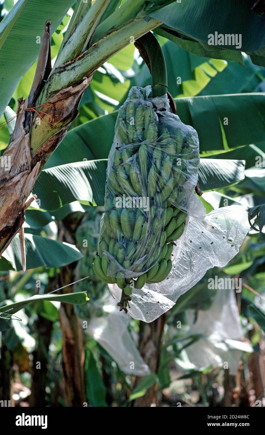 Bananas growing in Isletas banana plantation, Honduras, Central America