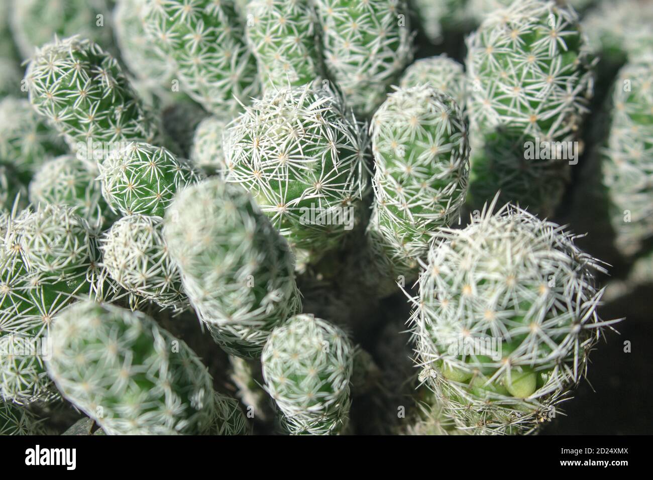 Detail of small succulent plant without flowers. Small rebutia with delicate white thorns Stock Photo