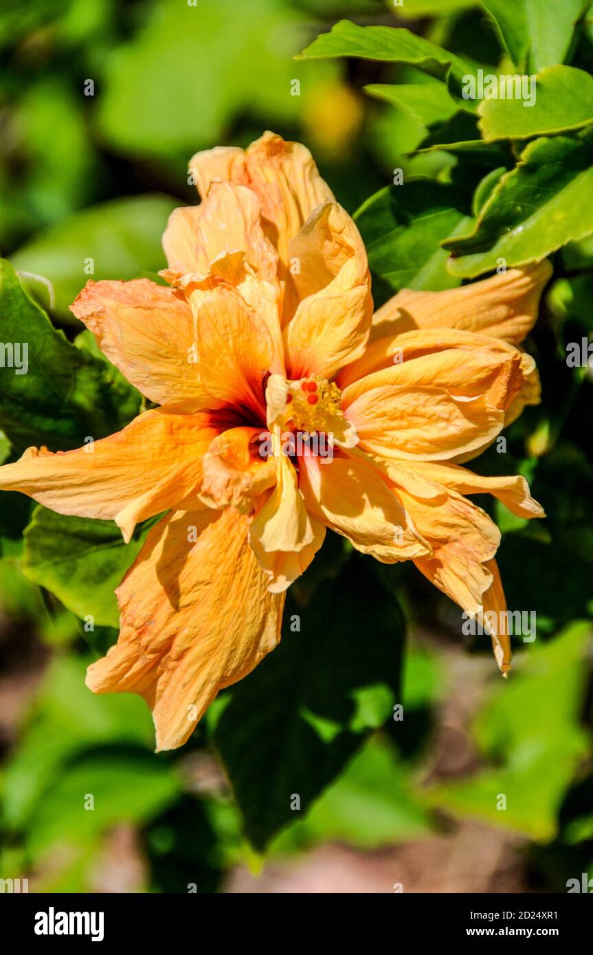 A orange Hibiscus - a native flower of Fiji Stock Photo - Alamy