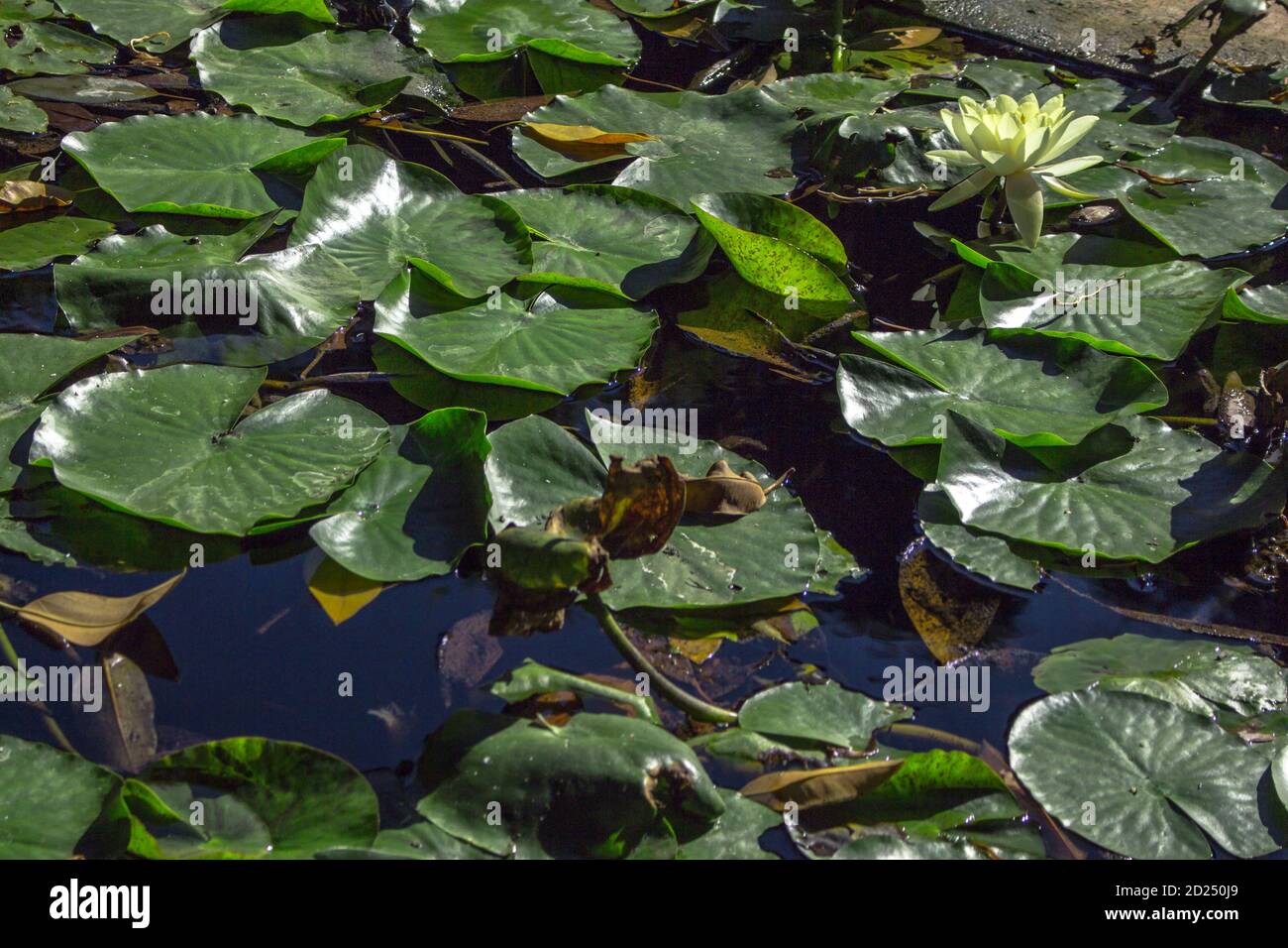 A white lotus flower blossomed on an expanse of leaves over the water Stock Photo